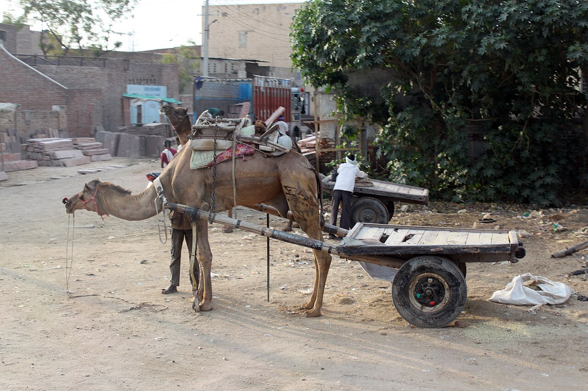 8 Days Rajasthan Tour